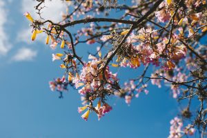 Closeup of tree blooms
